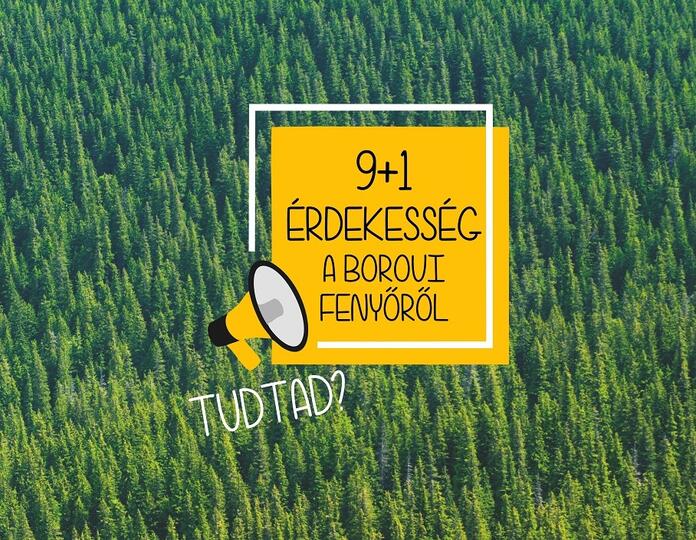 9+1 érdekesség a borovi fenyőről